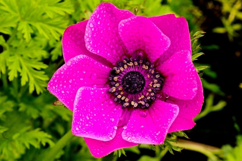 Schweiz Schaffhausen Wisshüslipark Blumen Anemone