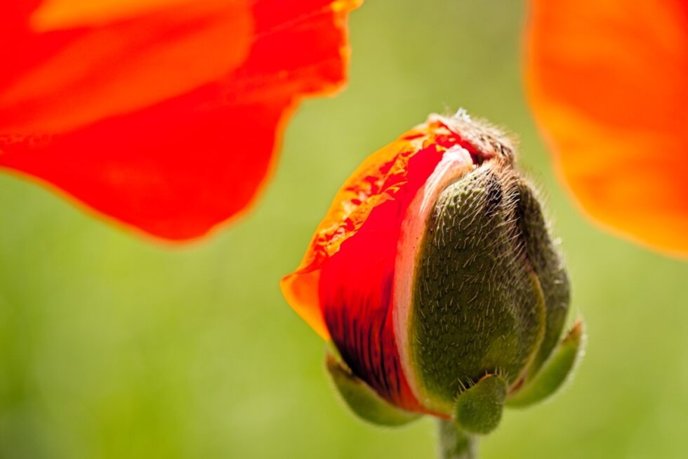 Schweiz Schaffhausen Wisshüslipark Blumen Klatschmohn