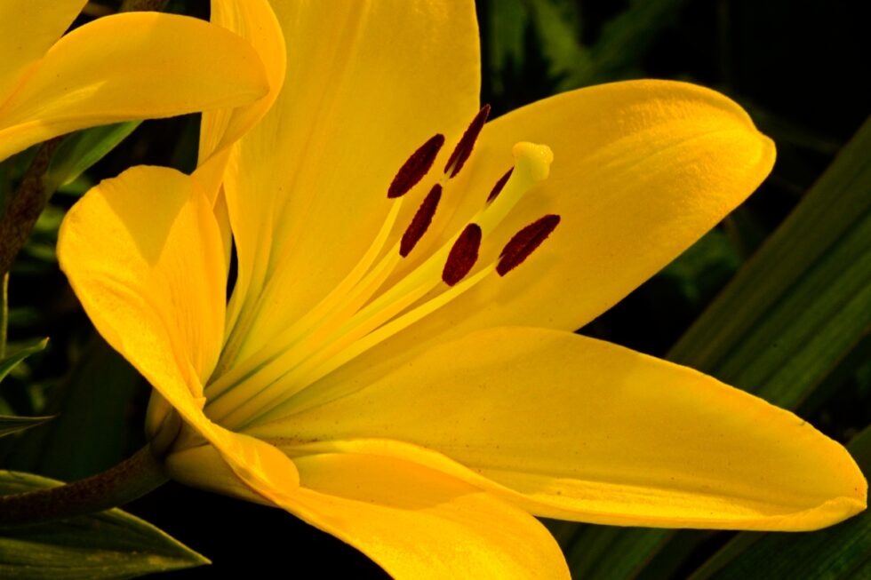 Schweiz Schaffhausen Wisshüslipark Blumen Lilie gelb