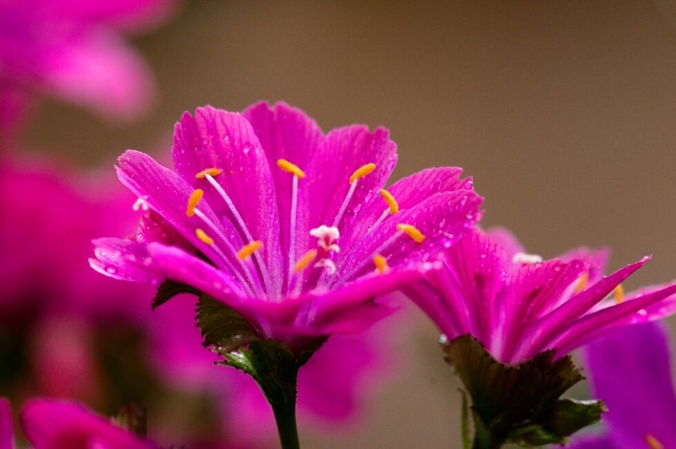Schweiz Schaffhausen Wisshüslipark Blumen Porzellanröschen
