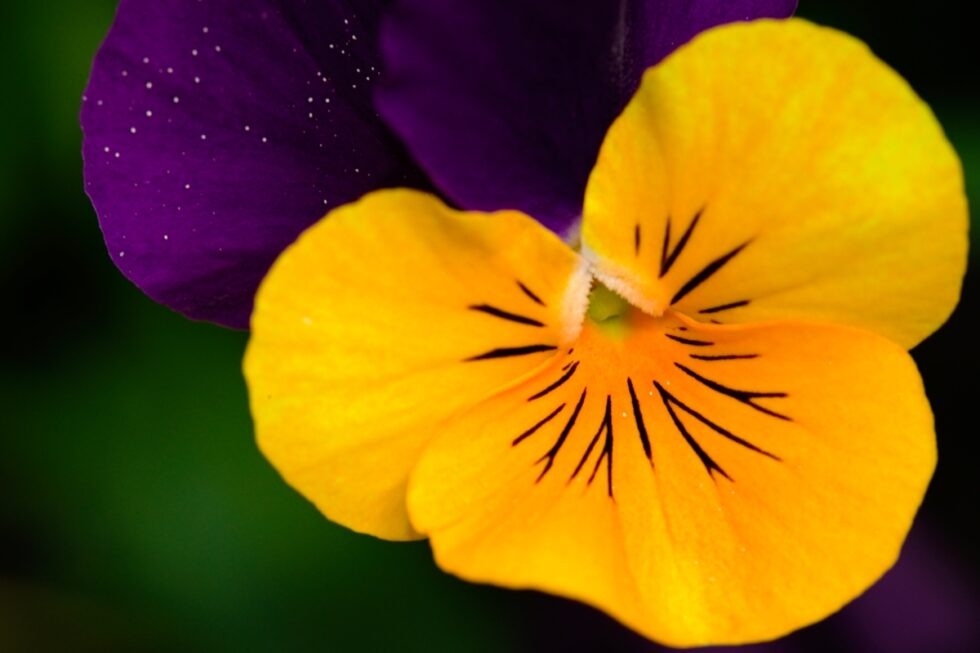 Schweiz Schaffhausen Wisshüslipark Blumen Stiefmütterchen