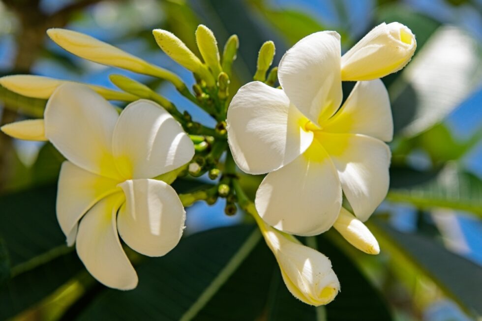 Thailand TreeHouse Villas Blumen Wachsblume
